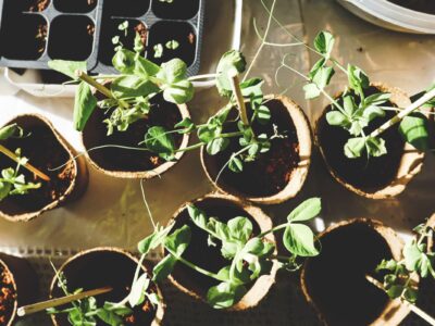 urbangardening